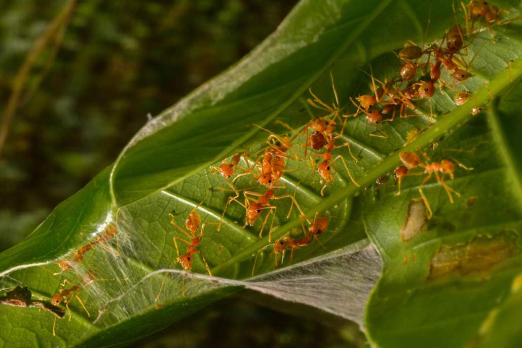 Suraj_Bhakat-03_Weaver_Ants